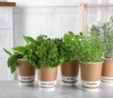 The best aromatic plants in an apartment