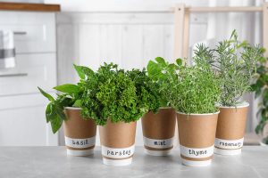 The best aromatic plants in an apartment